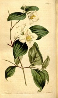 Botanical print by Sydenham Teast Edwards 1768 â€ì 1819, Sydenham Edwards was a natural history