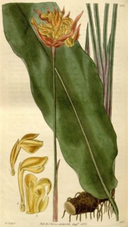 Botanical print by Sir William Jackson Hooker, FRS, 1785 â€ì 1865, English botanical illustrator.