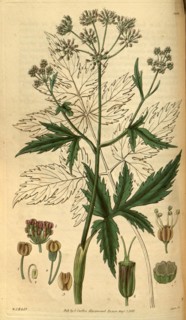 Botanical print by Sir William Jackson Hooker, FRS, 1785 â€ì 1865, English botanical illustrator.