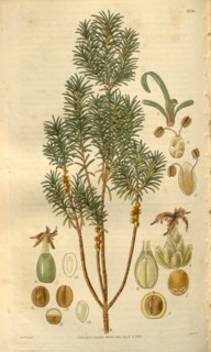 Botanical print by Sir William Jackson Hooker, FRS, 1785 â€ì 1865, English botanical illustrator.