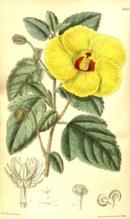 Botanical Print by Walter Hood Fitch 1817 â€ì 1892, W.H. Fitch was an botanical illustrator and