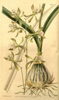 Botanical print by Augusta Innes  Withers (née Baker) (1793-1877),  an English natural history