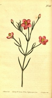 Botanical print by Sydenham Teast Edwards 1768 â€ì 1819, Sydenham Edwards was a natural history