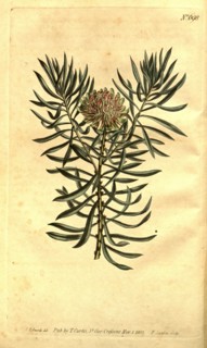 Botanical print by Sydenham Teast Edwards 1768 â€ì 1819, Sydenham Edwards was a natural history