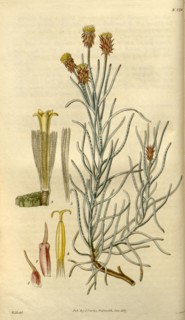 Botanical print by Sir William Jackson Hooker, FRS, 1785 â€ì 1865, English botanical illustrator.