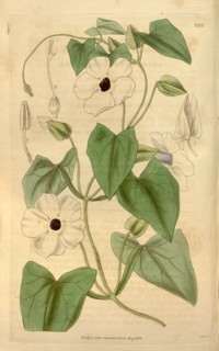 Botanical print or English natural history illustration by Joseph Swan 1796-1872, British Engraver.