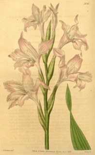 Botanical print by William  Herbert, 1778 â€ì 1847 was a  British botanist, botanical  illustrator,