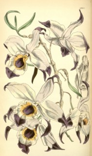 19th century botanical colour  print. Botanical illustration.  Form, colour, and details of the
