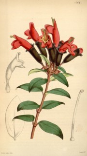 Botanical Print by Walter Hood Fitch 1817 â€ì 1892, W.H. Fitch was an botanical illustrator and
