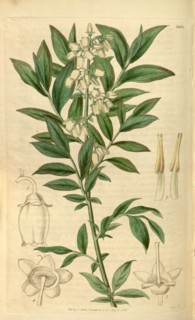 Botanical print or English natural history illustration by Joseph Swan 1796-1872, British Engraver.