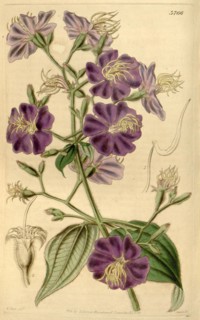 Botanical Print by Walter Hood Fitch 1817 â€ì 1892, W.H. Fitch was an botanical illustrator and