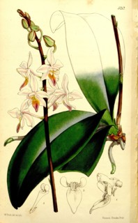 Botanical Print by Walter Hood Fitch 1817 â€ì 1892, W.H. Fitch was an botanical illustrator and