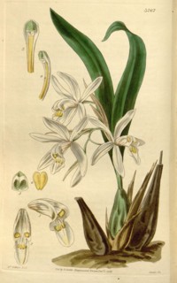 Botanical print by Augusta Innes  Withers (née Baker) (1793-1877),  an English natural history