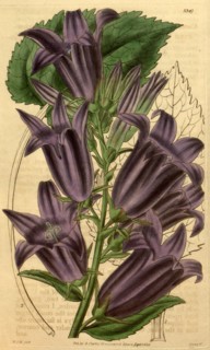 Botanical print by Sir William Jackson Hooker, FRS, 1785 â€ì 1865, English botanical illustrator.