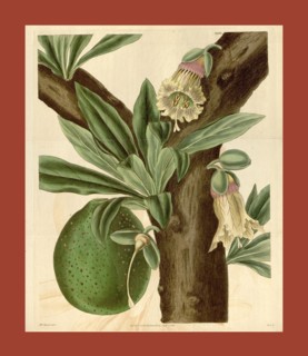 Botanical print by Mrs. C.  Horsfall, an English natural  history illustrator and  botanical artist