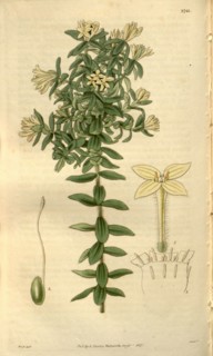 Botanical print by Sir William Jackson Hooker, FRS, 1785 â€ì 1865, English botanical illustrator.