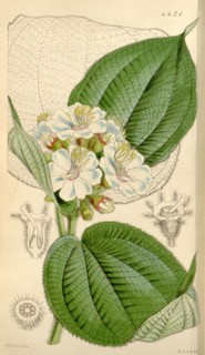 Botanical Print by Walter Hood Fitch 1817 â€ì 1892, W.H. Fitch was an botanical illustrator and