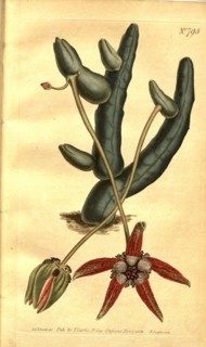 Botanical print by Sydenham Teast Edwards 1768 â€ì 1819, Sydenham Edwards was a natural history