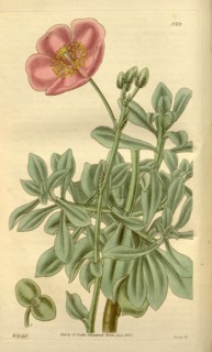 Botanical print by Sir William Jackson Hooker, FRS, 1785 â€ì 1865, English botanical illustrator.