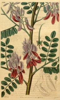 Botanical print by Sir William Jackson Hooker, FRS, 1785 â€ì 1865, English botanical illustrator.