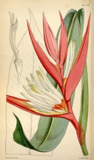 Botanical Print by Walter Hood Fitch 1817 â€ì 1892, W.H. Fitch was an botanical illustrator and