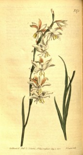 Botanical print by Sydenham Teast Edwards 1768 â€ì 1819, Sydenham Edwards was a natural history