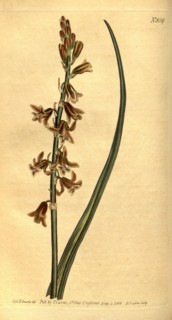 Botanical print by Sydenham Teast Edwards 1768 â€ì 1819, Sydenham Edwards was a natural history