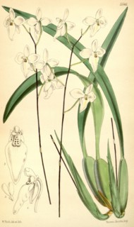Botanical Print by Walter Hood Fitch 1817 â€ì 1892, W.H. Fitch was an botanical illustrator and
