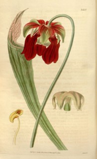 Botanical print or English natural history illustration by Joseph Swan 1796-1872, British Engraver.