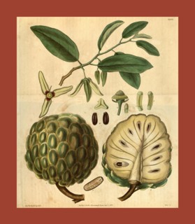Botanical print or English natural history illustration by Joseph Swan 1796-1872, British Engraver.