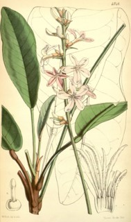 Botanical Print by Walter Hood Fitch 1817 â€ì 1892, W.H. Fitch was an botanical illustrator and