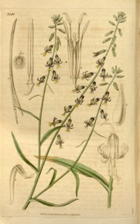 Botanical print or English natural history illustration by Joseph Swan 1796-1872, British Engraver.