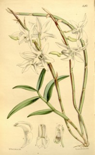 Botanical Print by Walter Hood Fitch 1817 â€ì 1892, W.H. Fitch was an botanical illustrator and