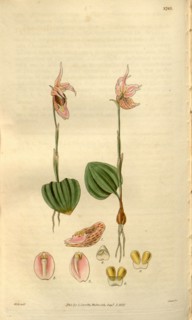 Botanical print by Sir William Jackson Hooker, FRS, 1785 â€ì 1865, English botanical illustrator.