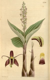 19th century botanical colour  print. Botanical illustration.  Form, colour, and details of the