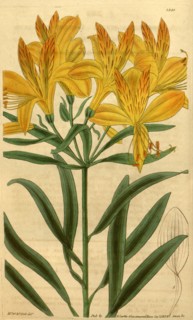 19th century botanical colour  print. Botanical illustration.  Form, colour, and details of the