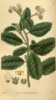 Botanical print by Sir William Jackson Hooker, FRS, 1785 â€ì 1865, English botanical illustrator.