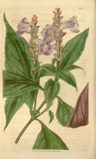 Botanical print or English natural history illustration by Joseph Swan 1796-1872, British Engraver.