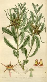Botanical print by Sir William Jackson Hooker, FRS, 1785 â€ì 1865, English botanical illustrator.