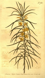 Botanical print by Sydenham Teast Edwards 1768 â€ì 1819, Sydenham Edwards was a natural history