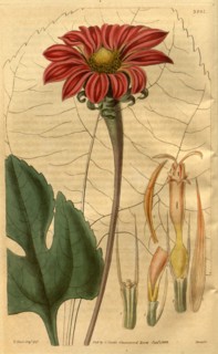 19th century botanical colour  print. Botanical illustration.  Form, colour, and details of the