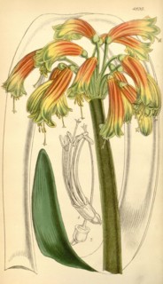 19th century botanical colour  print. Botanical illustration.  Form, colour, and details of the