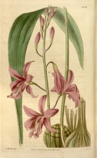 19th century botanical colour  print. Botanical illustration.  Form, colour, and details of the