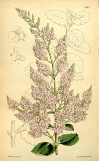 Botanical Print by Walter Hood Fitch 1817 â€ì 1892, W.H. Fitch was an botanical illustrator and