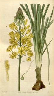Botanical print by Sir William Jackson Hooker, FRS, 1785 â€ì 1865, English botanical illustrator.