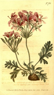 Botanical print by Sydenham Teast Edwards 1768 â€ì 1819, Sydenham Edwards was a natural history