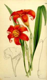 Botanical Print by Walter Hood Fitch 1817 â€ì 1892, W.H. Fitch was an botanical illustrator and