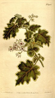 Botanical print by Sydenham Teast Edwards 1768 â€ì 1819, Sydenham Edwards was a natural history