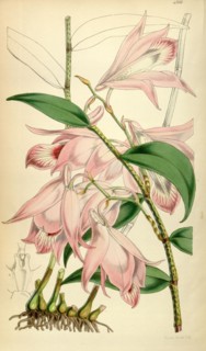 19th century botanical colour  print. Botanical illustration.  Form, colour, and details of the