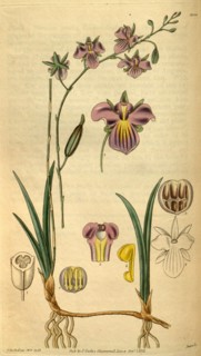 Botanical print or English natural history illustration by Joseph Swan 1796-1872, British Engraver.